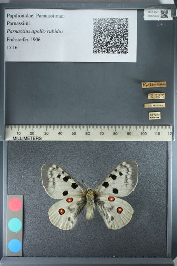 Media type: image;   Entomology 175245